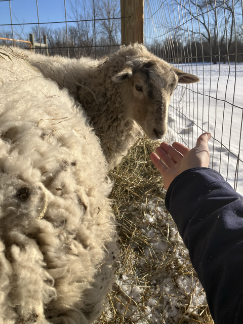 Cautious sheep plays it safe.