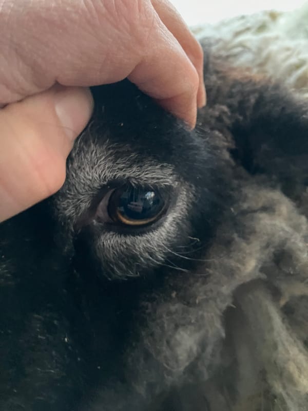 Author scratches a sheep on a the forehead.